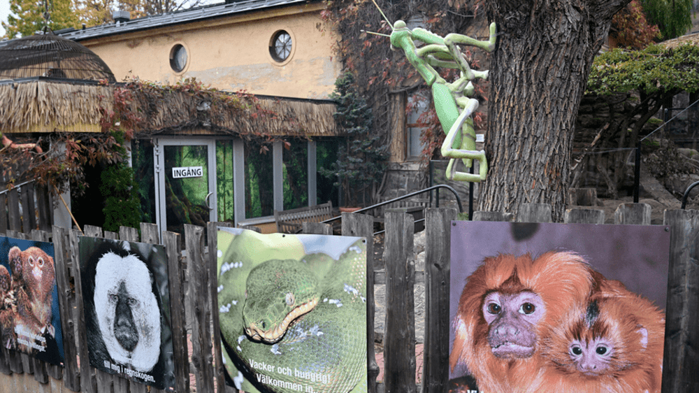 Cobra that went missing in Swedish zoo still free 6 days later