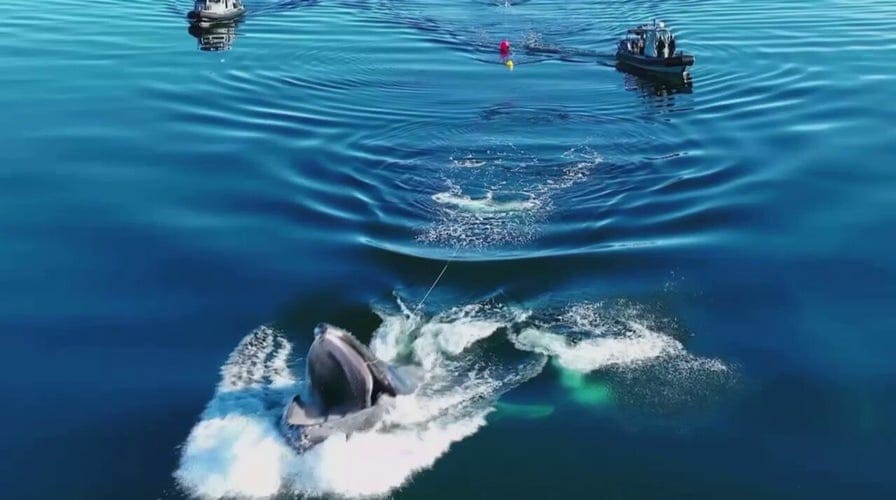 Humpback whale pulls off stunning move during rescue in Canada, video shows