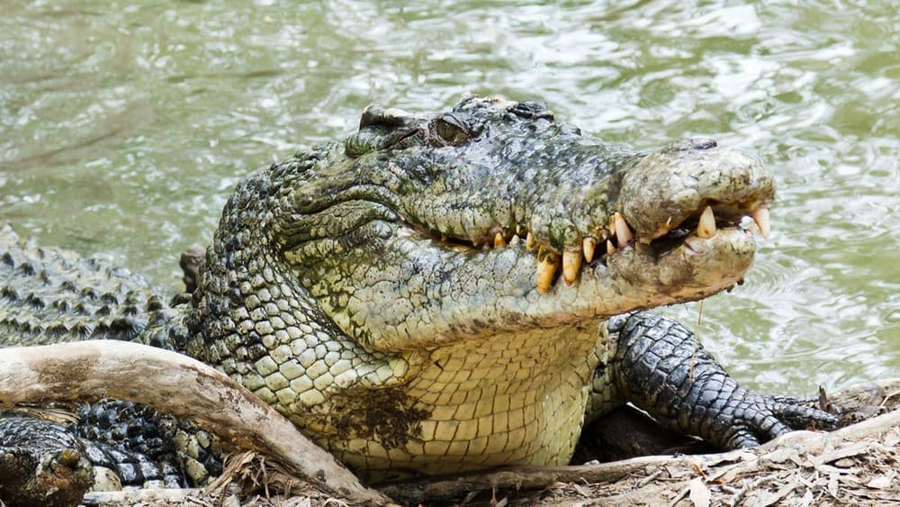 Knife-wielding man fights off crocodile that had his friend's head in a vise-grip report