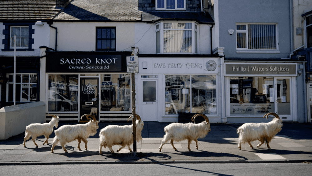 Welsh task force to manage feral goats after flocking to region during COVID lockdown