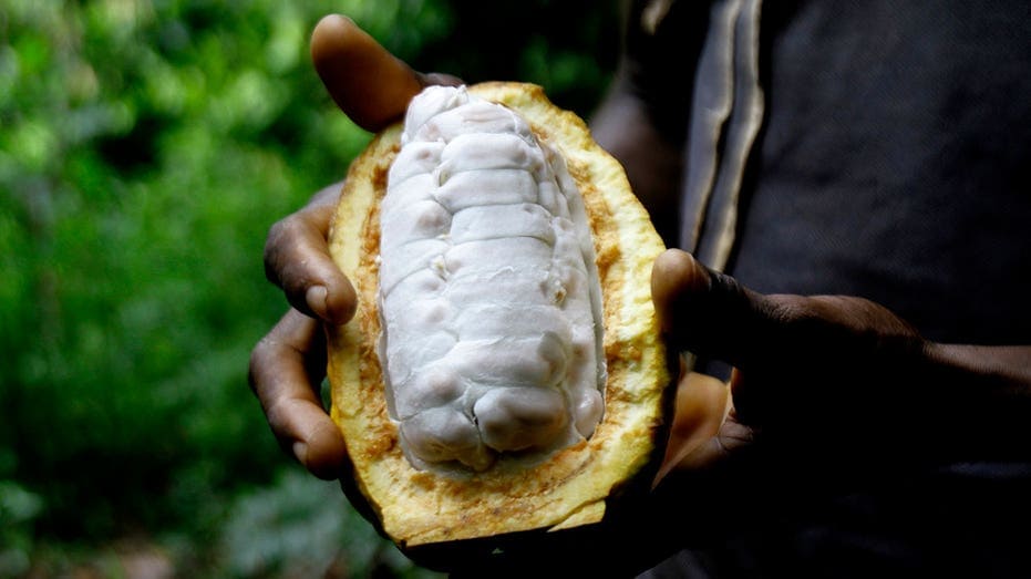 Cocoa farmers fear climate change to blame for lower crop production