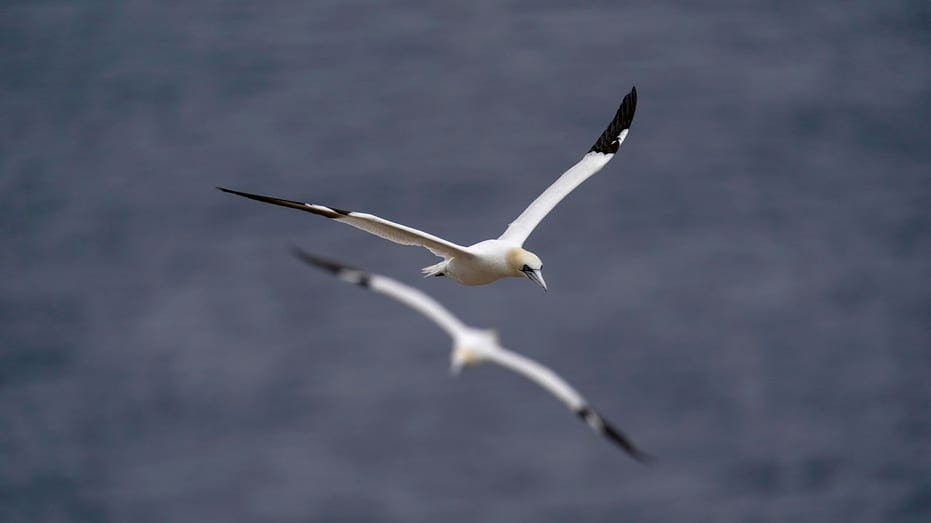 Quebec's gannets continue to fascinate marine biologists