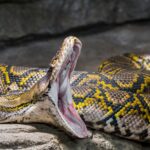 A look at the world’s longest snake which measures over 32 feet, a record-breaking slithering serpent